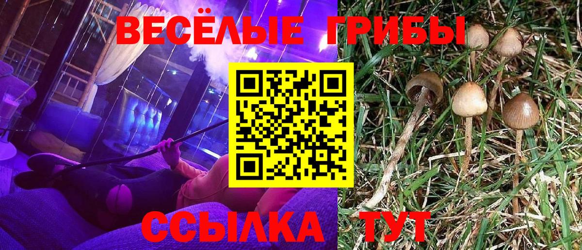 Псилоцибиновые грибы Psilocybine cubensis Минусинск